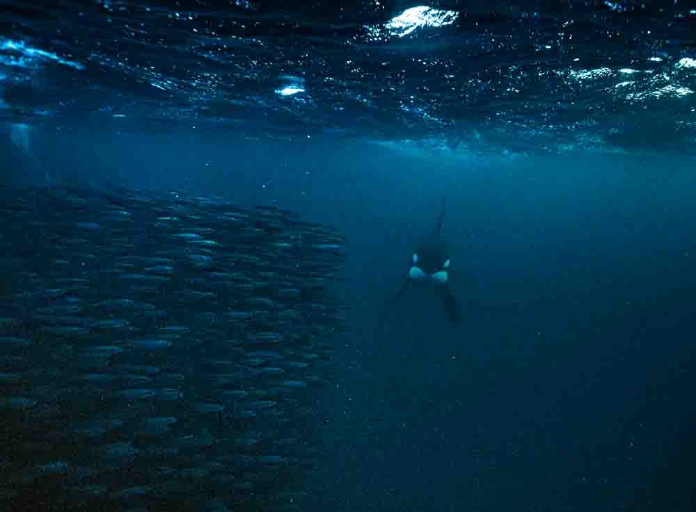 Snorkeling with Orca